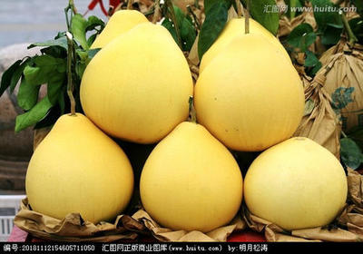 柚子批發(fā)指南 從挑選到采購的全流程解析