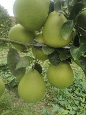 湖南懷化芷江小香柚 質(zhì)優(yōu)價(jià)廉，批發(fā)市場(chǎng)新寵