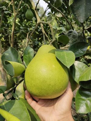 湖南懷化洪江雪峰柚，現(xiàn)摘直發(fā)，開啟您的優(yōu)質(zhì)柚果批發(fā)之旅