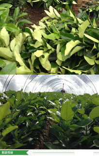 福建省漳州市優(yōu)質(zhì)柚子苗批發(fā)供應(yīng)，源頭廠家直供，價(jià)格優(yōu)勢(shì)顯著